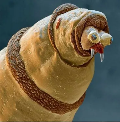 Гусеница под микроскопом | Пикабу
