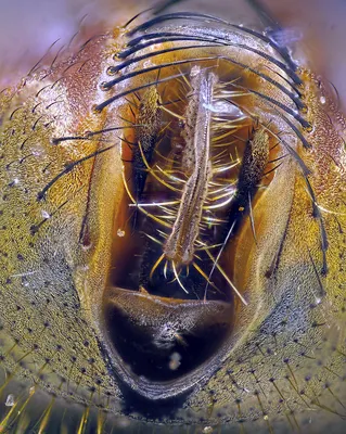 Рот мухи под микроскопом | Пикабу
