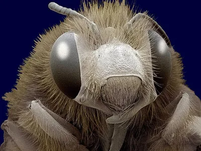 микроскопическое фото мухи, картинки с электронным микроскопом,  электронный, составная часть фон картинки и Фото для бесплатной загрузки