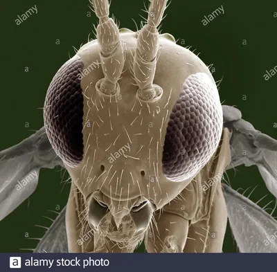 Весьма увеличение - муха разбойника Стоковое Фото - изображение  насчитывающей насекомое, микроскоп: 73387858