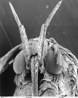 Сибирские Парни | Живая муха под микроскопом | Дзен