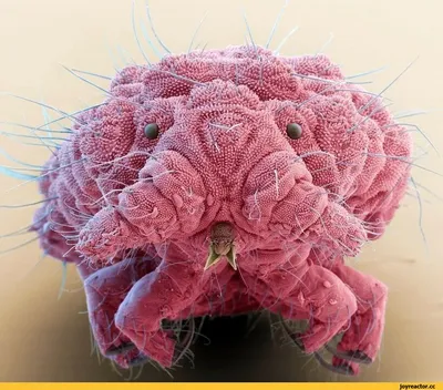 Муха под микроскопом, увеличение 20x | Пикабу