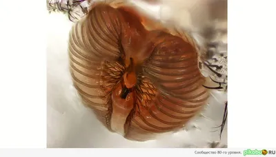 Личинки мух под микроскопом …» — создано в Шедевруме