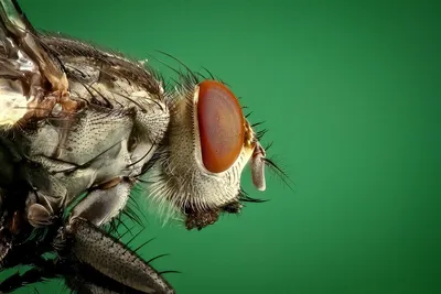Глаза мухи под микроскопом - 70 фото