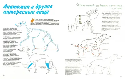 рисунок японская любимая мультяшная собака PNG , рисунок автомобиля,  мультфильм рисунок, рисунок собаки PNG картинки и пнг рисунок для  бесплатной загрузки