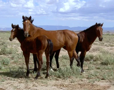 Картинки мустангов лошадей