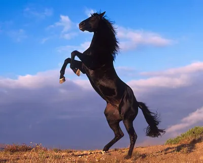 Лошадь мустанг бежит, рядом едет …» — создано в Шедевруме