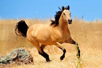 Дикие лошади мустанги — фото и видео, описание, отличия мустанга от лошади,  образ жизни. | Cельхозпортал