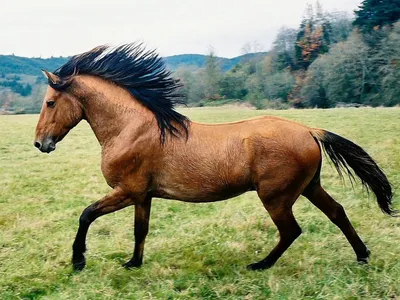 Испанский мустанг лошадь - 75 фото