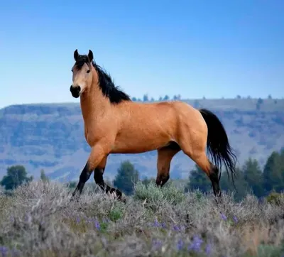Мустанги: интересные факты об одичавших лошадях Америки