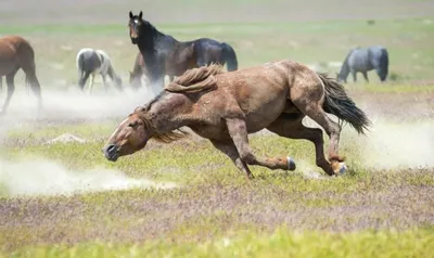 Мустанги: Выстраданная свобода. Одичавшие лошади воспитывают в себе  агрессию и ярость | Дикие лошади мустанги, Мустанг, Лошадиные породы