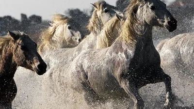 Мустанг Цыганская лошадь Жеребец Черный Howrse, мустанг, лошадь,  млекопитающее, монохромный png | Klipartz