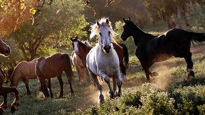 Дикие лошади в природе (54 фото) - 54 фото