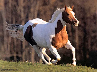 обои Мустанги Лошади, wallpaper mustangs, stallions