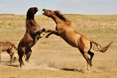 Мустанги: Выстраданная свобода. Одичавшие лошади воспитывают в себе  агрессию и ярость | Книга животных | Дзен