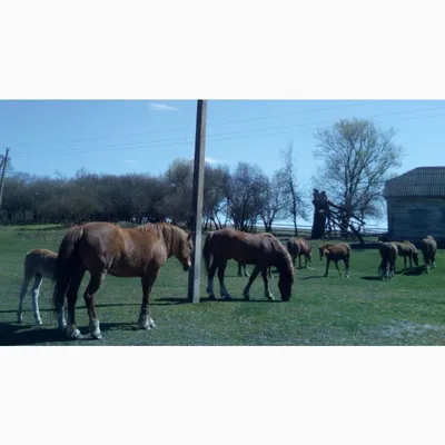 Лошади породы Мустанг sch13805 от Schleich за 2 944 руб. Купить в  официальном магазине Schleich