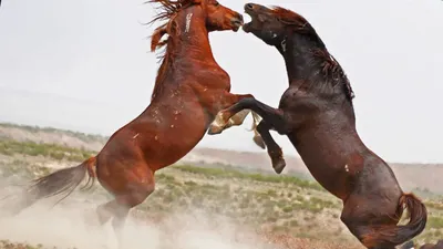 Мустанг лошадь обои HD ready, Мустанг лошадь HD картинки, 1366x768 фото  скачать бесплатно