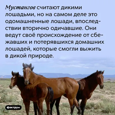 Мустанг Лошади Рисование Родословная, дух, лошадь, млекопитающее, лошадь  Tack png | Klipartz