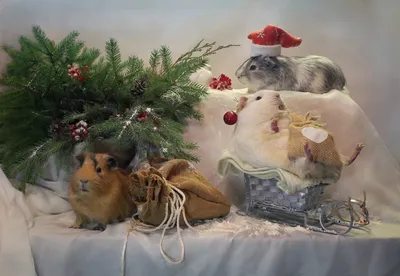 Мальчик и девушка в костюме крысы, мыши, празднуют Новый год, распаковывают  подарки Зима, рождественская рука рисовала иллюстраци Иллюстрация штока -  иллюстрации насчитывающей знамена, развилки: 159572180