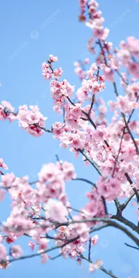 вертикальная версия романтической фотографии сакуры весной телефон обои Фон  И картинка для бесплатной загрузки - Pngtree