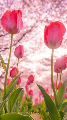 Обои цветок, расцвет, розовый, весна, лепесток на телефон Android,  1080x1920 картинки и фото бесплатно
