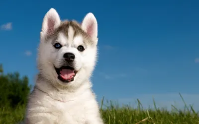 Скачать обои хаски, щенки, собаки, квинтет, husky разрешение 2560x1600  #133560