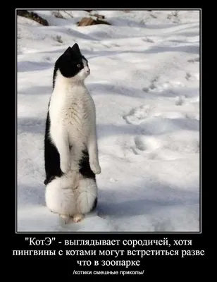 Котики на аватарку - картинки и фото koshka.top