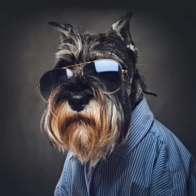 Собака в солнечных очках: аватарки мужские - SY | Собаки, Щенки бульдога,  Щенки