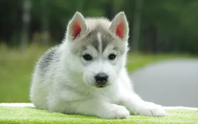 Животные, #Собаки, #аватары, #картинки, #фото, #авы,  https://avatarko.ru/kartinka/16861 | Siberian husky, Husky dogs, Siberian  husky dog