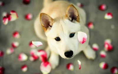 MERAGOR | Собака и цветы фото на аву