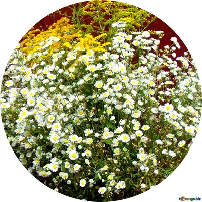 Красивые цветы на аватарку - фото и картинки abrakadabra.fun