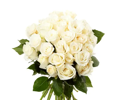 Фото Букеты Розы цветок вблизи белом фоне 600x800