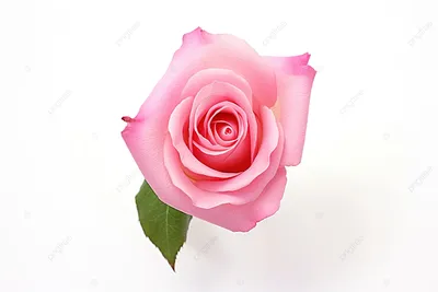 Розовые цветы на белом фоне Стоковое Фото - изображение насчитывающей  карточка, венчание: 170259214