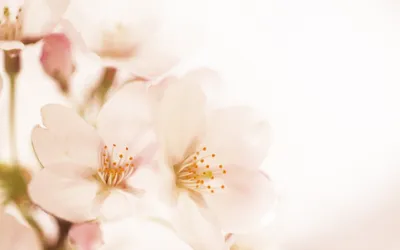Цветы на белом фоне стоковое фото. изображение насчитывающей тюльпан -  163799492