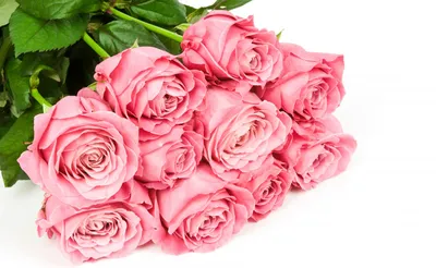Нежные розовые цветы на белом фоне - обои на рабочий стол