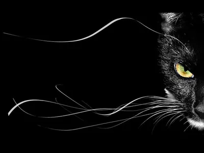 Картинки по запросу черный кот на черном фоне | Cats, Beautiful cat, Black  cat silhouette