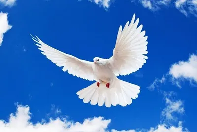21 сентября – Международный день мира | Местное время - новости Рубцовска и  Алтайского края
