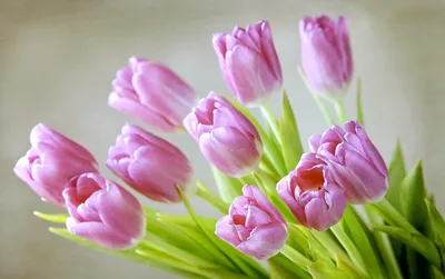 13 Gorgeous Spring Blossom iPhone Wallpapers | Preppy Wallpapers | Hoa đạo,  Hình nền hoa, Hình nền