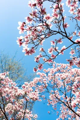 вертикальная фотография картина цветение вишни романтическая весна телефон  обои Фон И картинка для бесплатной загрузки - Pngtree
