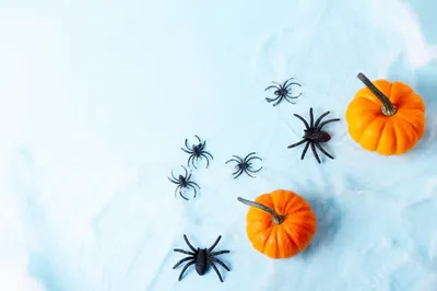 Висит пауки для украшения Halloween. Страшно и страшно фон хэллоуин.  Страшные пауки висит на паутины прозрачной Иллюстрация вектора -  иллюстрации насчитывающей укусы, нарисовано: 196014043