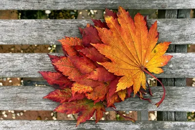 Осенние листья обои (34 фото) - 34 фото