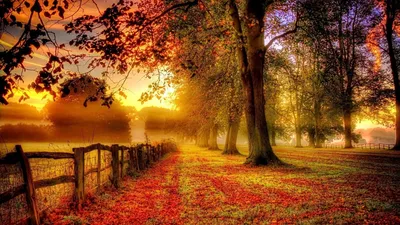Обои осень, деревья, листопад на рабочий стол