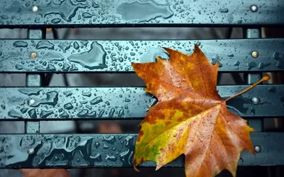 Обои осень, листья, фон, дерево, кофе, colorful, чашка, wood, background,  autumn, leaves, cup, coffee, осенние картинки … | Осенние картинки, Обои,  Блестящие шарики