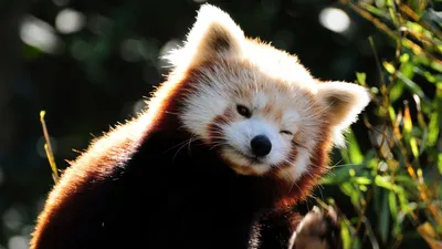 Люблю красных панд, моя подборка обоев | Пикабу