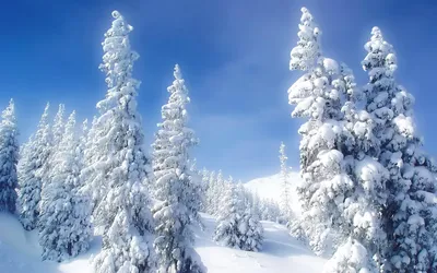 Обои зима на пк (66 лучших фото)