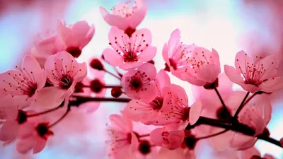 Обложка для группы ВК на тему сакура, весна, боке, цветок