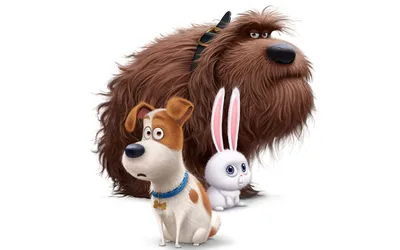 Картинки Зайцы собака The Secret Life of Pets 2016 Мультики белом