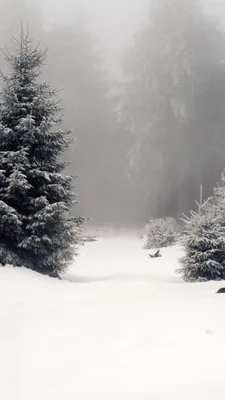 обои : природа, снег, Сотовый телефон, Деревьями, Вертикальный, Зима  1242x2688 - Sparkzale - 2199621 - красивые картинки - WallHere