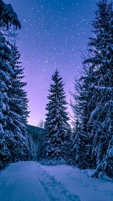 Обои зима, вода, гидроресурсы, растение, снег на телефон Android, 1080x1920  картинки и фото бесплатно
