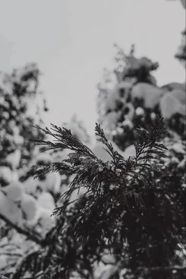 Картинки Белки Зима Снег животное 1080x1920